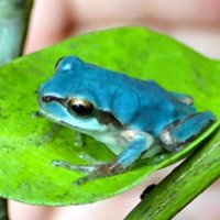 「きれいな色だね」　青色カエル見つかる　匝瑳の民家生け垣で