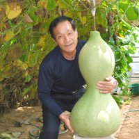 ヒョウタンすくすく巨大に　長さ７６センチ、重さは２５キロ！　東庄・伊藤さん方