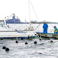 ノリ網傷つける事故多発　被害１００万円超、泣き寝入りも　富津・木更津沖でプレジャーボート