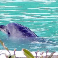 閉館半年も施設にイルカ　銚子・犬吠埼マリンパーク　メス１頭、譲渡交渉難航か