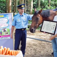 ハルウララに感謝状　戦績生かし交通安全貢献　ニンジン６００キロも　木更津署