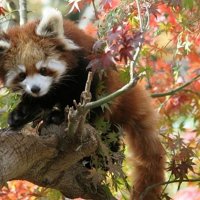 ミルクです！　ココアです！　レッサーパンダ双子の愛称決定　市川市動植物園　