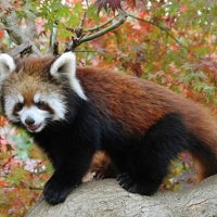 ココアに愛称が決まったレッサーパンダ（市川市動植物園提供）
