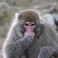 サル、自転車の男子高生襲う