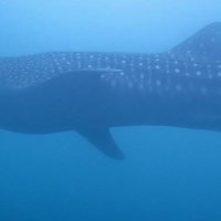 今度はジンベエザメ　“珍客”相次ぐ　館山沖の定置網