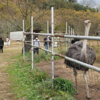 ダチョウをはじめ約３０種１８０匹の動物たちとの触れ合いが楽しめる「ダチョウ王国」＝袖ケ浦市
