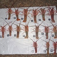 伊勢エビ密漁で６人摘発、最多は１６匹　罰則強化後、管内で初　千葉海保