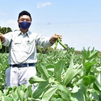 旬のソラマメ食べてみて　畑で即売会、収穫も　いすみで１５、１６日