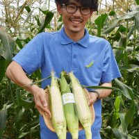 生でも甘いトウモロコシ　ピュアホワイト収穫開始　船橋、若手農家が栽培拡大