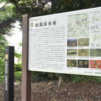 祇園原貝塚を史跡指定　縄文時代、約１０００年集落　市原市教委