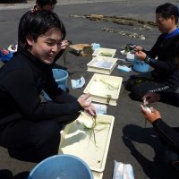 アマモ大きく育って！！　館山総合高生沖ノ島で移植