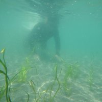 海底に移植したアマモの苗
