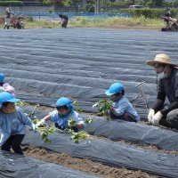 サツマイモ大きく育って！　ＪＡ長生と園児が苗植え