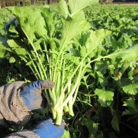 土気からし菜＝千葉市提供
