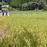 黄金色の実り豊かに　いすみで早くも稲刈り