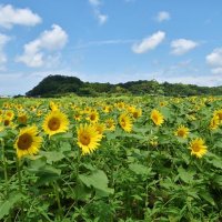 館山の休耕田にはヒマワリ４０００本　有志作付け「農地保全を」