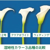 千葉県開発「カラー」今秋デビュー　愛称「ブリリアント・ベル」