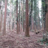 山武杉の美林　再生へ各所で取り組み　【千葉地理学会連載　おもしろ半島ちばの地理再発見】