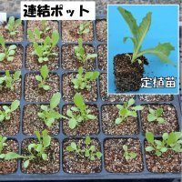 秋どりが作りやすい　品種の選択に注意　玉レタスの作り方　風間龍夫　【野菜レッスン】（１２１）