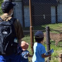 間近に迫るチーターに釘付けの子どもら＝２日、千葉市動物公園