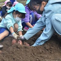「大きいの取れた」　園児と学生が芋掘り　東金の県立農業大学校