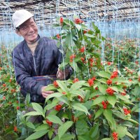 「来年は景気の良い年に」　正月飾り「センリョウ」出荷準備大詰め