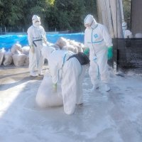鳥インフルエンザが発生した市川市の新浜鴨場で消毒作業する千葉県職員＝５日（県提供）