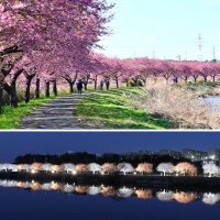 新川千本桜まつり　夜間照明エコ電源で　八千代　実行委、資金協力呼び掛け