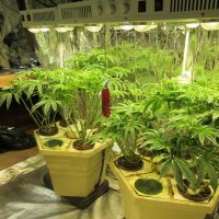 千葉県内、大麻摘発最多ペース　若者中心「野菜」隠語に　乱用防止へ啓発動画