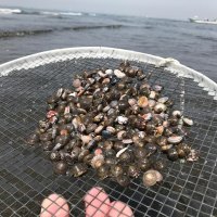縄文グルメ「千葉市の新名物に」　加曽利貝塚で大量出土の巻き貝・イボキサゴ　現代料理へアレンジ