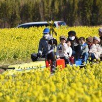 鴨川に早くも春の気配　３万３千平方メートル、一面に菜の花　菜な畑ロードオープン