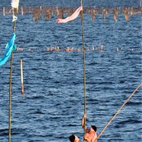 厳寒の海に梵天立て　若者１４人勇壮に　木更津・中島海岸