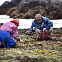 熟練の手さばきハバ摘み　鴨川　天津・小湊地区「幅が利く」縁起物