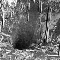 タヌキの巣穴　台地斜面のアナグマの巣穴を再利用。台地上に溜め糞があった。巣は岩の割れ目、寺や家の軒下、排水溝など＝１９８０年秋、木更津市（筆者撮影）
