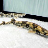 “海のトラ”　由来知って　干支ちなんだ生き物展示　鴨川シーワールド