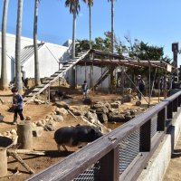 マーラやミニブタなど小動物と触れ合う子どもたち＝２２日、館山市のアロハガーデンたてやま
