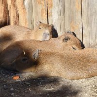 カピバラ三つ子誕生　お乳飲み、じゃれ合う姿も　アロハガーデンたてやま
