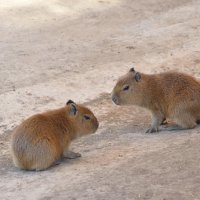 展示場内ですくすくと成長しているカピバラの赤ちゃん＝館山市のアロハガーデンたてやま
