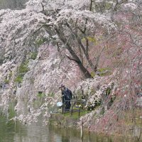 花見期間、飲み会自粛呼び掛け　市職員が公園巡回へ　千葉市