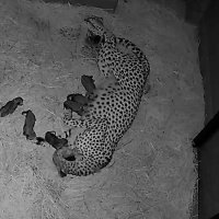 チーターの映像配信　視聴料は飼育に活用　千葉市動物公園