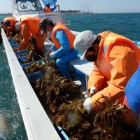 海藻「ヒロメ」収穫、加工　館山総合高海洋科生徒　技術習得、海の豊かさ体験