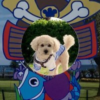 「顔ハメ看板」のモデル犬、採用で「ペットルーム」に招待　南房総・白浜オーシャンリゾート
