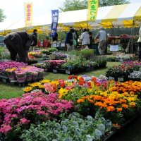 市原で３年ぶり「園芸まつり」　農の祭典市民満喫　４月２４日まで　苗・野菜販売、収穫体験も