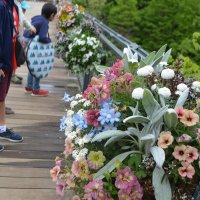 季節の草花空中展示　ふなばしアンデルセン公園　５月５日まで７９作品ずらり