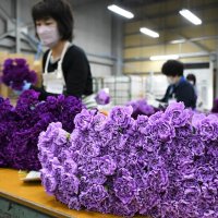 青いカーネーション　母の日へ出荷ピーク　７０万本、芝山から全国に