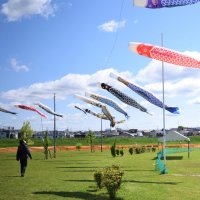 こいのぼり３００匹泳ぐ　市川、５月４日に３年ぶり式典　四街道でも悠々と