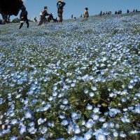 マザー牧場「花の谷」に咲き誇るネモフィラ＝３０日、富津市