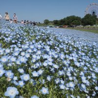 ネモフィラのじゅうたん　「幻想的」「空と一緒」と好評　袖ケ浦・東京ドイツ村　富津・マザー牧場　