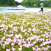 白い砂浜彩るハマヒルガオ　勝浦・興津