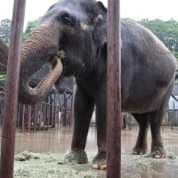 動物園で草不足　輸入頼み、コロナ禍で物流混乱　一時仕入れ途絶え「大騒動」　市原ぞうの国　